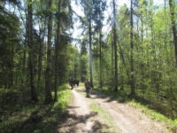 2016-05-11 11h54m58 - In het bos - Gerda van der Meer